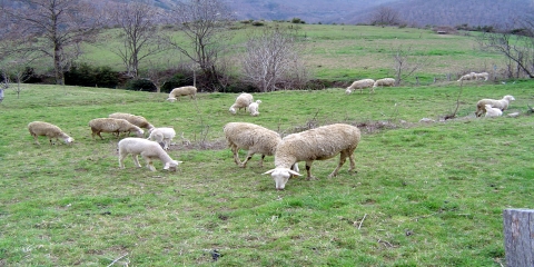 Moutons